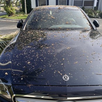 Paradise Look - Tree Services Near Me Paradise Look - Tree Services Near Me