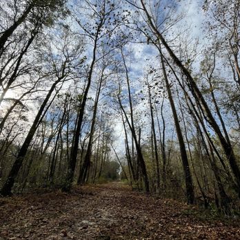 Dismal Swamp State Park - Hiking Near Me - South Mills, North Carolina