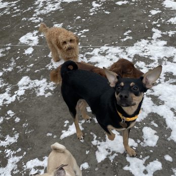 Pet Care Plus - Pet Groomers Near Me - Chicago, Illinois Pet Care Plus - Pet Groomers Near Me - Chicago, Illinois
