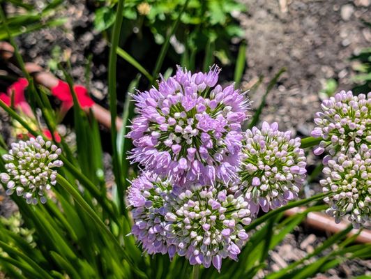 Buffalo and Erie County Botanical Gardens by null