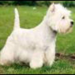 Ballygarvan Boarding Kennels & Professional Grooming