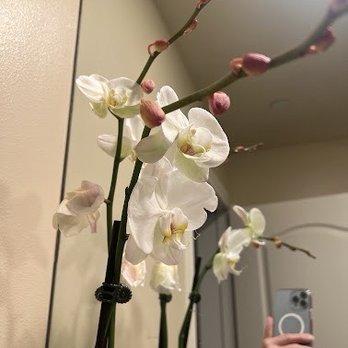 Moon Atelier - DEAD ORCHIDS - Florists Near Me - Los Angeles, California Moon Atelier - DEAD ORCHIDS - Florists Near Me - Los Angeles, California