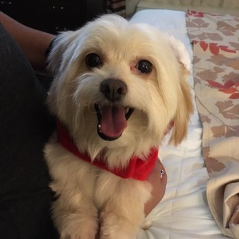 Kushs Grooming Parlor - Pet Groomers Near Me - Victorville, California