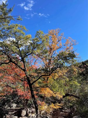 Lost Maples State Natural Area by null
