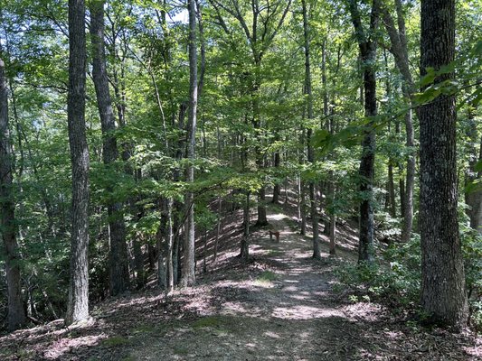 Hungry Mother State Park by null