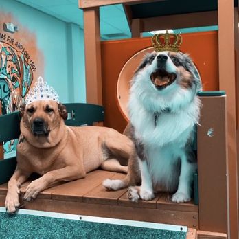 Dog House Miami - Bodhi and his best friend Camila - Pet Sitting Near Me - Miami Lakes, Florida