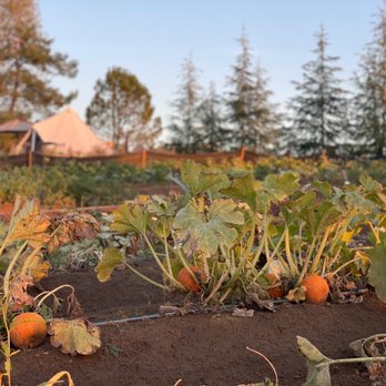 Fork And Plow - Pick Your Own Farms Near Me - Aguanga, California