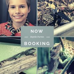 Gavin’s House Of Reptiles