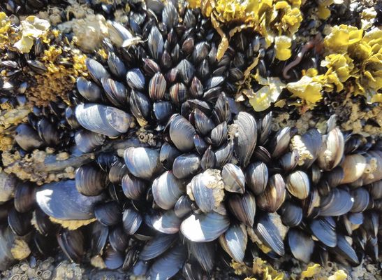 Praia do Malhão by null
