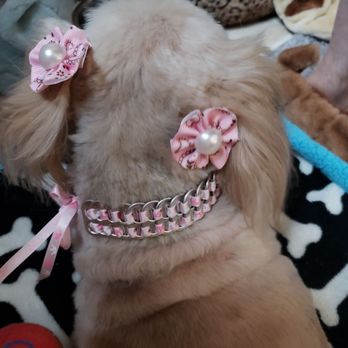 Rainbow Grooming Mobile Service - Pet Groomers Near Me