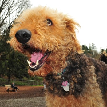 High5 Pet Service - Dog Walkers Near Me - Seattle, Washington High5 Pet Service - Dog Walkers Near Me - Seattle, Washington