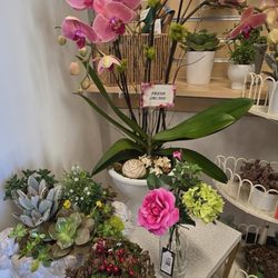 Arya International Market - Gifts/ Flowers/ Plants
