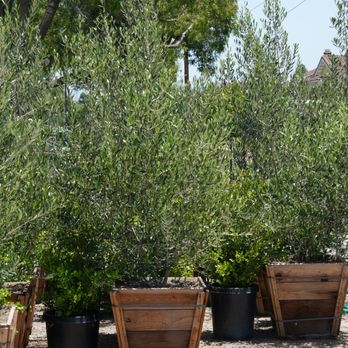 Arny's Garden - Certified fruitless olive tree - Nurseries & Gardening Near Me - Cerritos, California Arny's Garden - Certified fruitless olive tree - Nurseries & Gardening Near Me - Cerritos, California