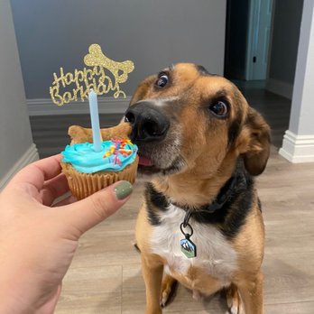 The Puppy Bakery - Axle enjoying his Gotcha Day Pupcake - Cupcakes Near Me