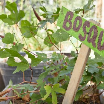One World Project - Our Garden - Preschools Near Me - Brooklyn, New York