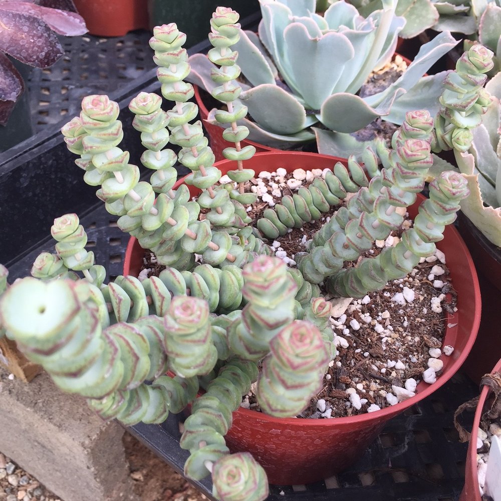Sal’s Cactus Mart - Nurseries & Gardening Near Me - Fillmore, California Sal’s Cactus Mart - Nurseries & Gardening Near Me - Fillmore, California