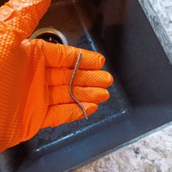 5 Star Plumbing and Drains
