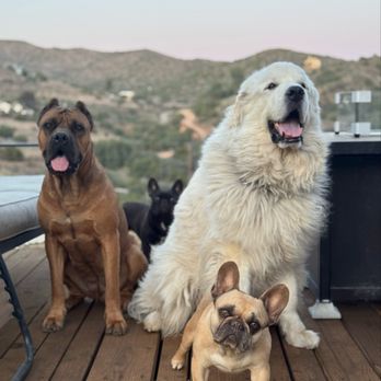 DK Dog Training - Pet Training Near Me - Acton, California DK Dog Training - Pet Training Near Me - Acton, California