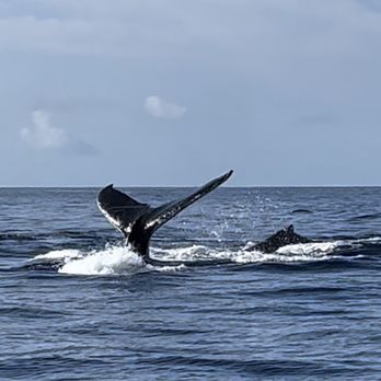 Makai Adventures - Makai whale watch taken 1/25/23 - Boat Charters Near Me - Lahaina, Hawaii Makai Adventures - Makai whale watch taken 1/25/23 - Boat Charters Near Me - Lahaina, Hawaii