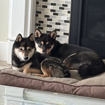 Summit Canine Academy - Pet Training Near Me Summit Canine Academy - Pet Training Near Me