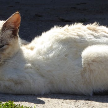 Joe Matos Cheese Factory - Rough looking cat has seen it all. - Cheese Shops Near Me - Santa Rosa, California Joe Matos Cheese Factory - Rough looking cat has seen it all. - Cheese Shops Near Me - Santa Rosa, California