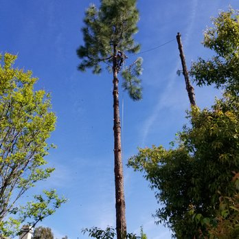 Lyon's Tree Service - Lyon's Tree Service - Tree Services Near Me - Auburn, California Lyon's Tree Service - Lyon's Tree Service - Tree Services Near Me - Auburn, California