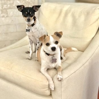 red rover mobile pet grooming