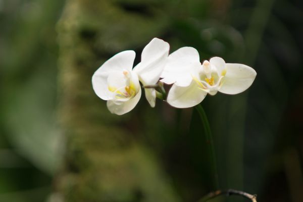 Hawai‘i Tropical Botanical Garden by null