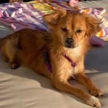 Brent Atwater - Only two hours after being adopted, but he looks very comfortable on my outdoor bed. - Pet Services Near Me Brent Atwater - Only two hours after being adopted, but he looks very comfortable on my outdoor bed. - Pet Services Near Me