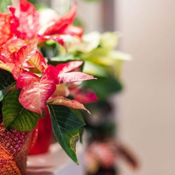 Sunrise Dental Clinic - Pediatric Dentists Near Me - Coquitlam, British Columbia Sunrise Dental Clinic - Pediatric Dentists Near Me - Coquitlam, British Columbia