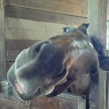 Solstice Farms - Playful horses - Horseback Riding Near Me - Houston, Texas Solstice Farms - Playful horses - Horseback Riding Near Me - Houston, Texas