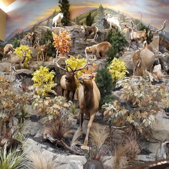 Cabela's - Animal Display - Outdoor Gear Near Me - Cheektowaga, New York