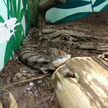 Virginia Zoo - Eastern Blue Tongue Skink - Zoos Near Me - Norfolk, Virginia Virginia Zoo - Eastern Blue Tongue Skink - Zoos Near Me - Norfolk, Virginia