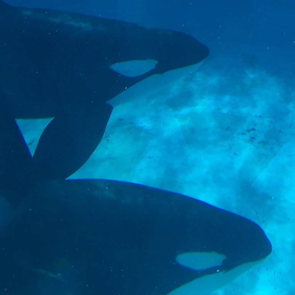 SeaWorld - Zoos Near Me - Los Angeles, California
