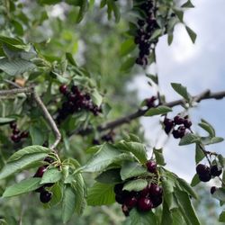 Bigfork Orchards in Bigfork gift card