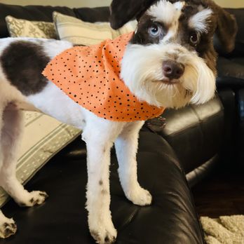 Fur Babies - Mini schnauzer Piper - Pet Groomers Near Me - Kingwood, Texas Fur Babies - Mini schnauzer Piper - Pet Groomers Near Me - Kingwood, Texas