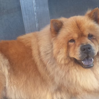 Messy Mutt - Pet Groomers Near Me