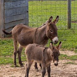 Red Wagon Farm