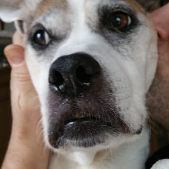 BluePearl Pet Hospice - RIP Savvy. We love you. - Veterinarians Near Me