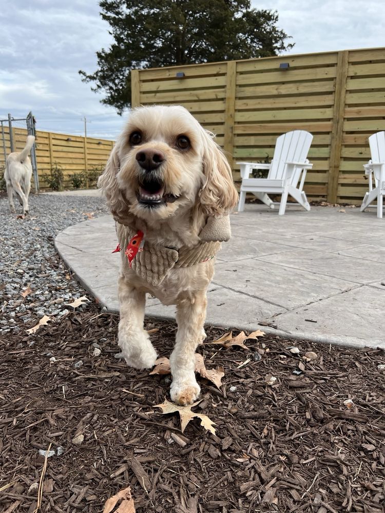 Furry Feet Pet Retreat - pet boarding facility in Hampton, VA
