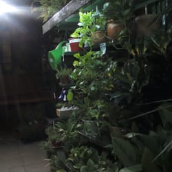 Ritucci Plantas
