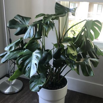 Fresh Indoor Plants - Indoor Landscaping Near Me - Ontario, California