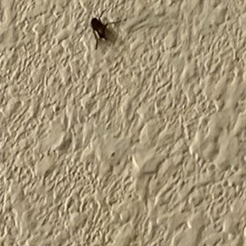 Best Western Plus Aberdeen - Greeted by flies inside the room. - Hotels Near Me - Aberdeen, Washington Best Western Plus Aberdeen - Greeted by flies inside the room. - Hotels Near Me - Aberdeen, Washington