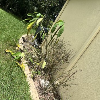 Hoffman Pressure Washing Services - Plants burnt from chemicals used to soft wash / pressure wash roof and house. Killed all my milkweed and caterpillars. - Pressure Washers Near Me - Lutz, Florida