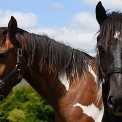 Dartfordleigh Holidays - Riding holidays at Dartfordleigh House