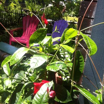 Dragon Flowers - Flower / pollinator power outside - Florists Near Me - Montreal, Quebec Dragon Flowers - Flower / pollinator power outside - Florists Near Me - Montreal, Quebec