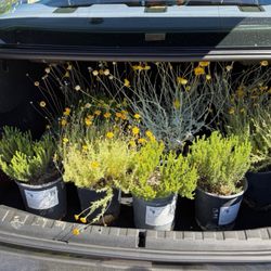 Desert Straw House Native Plant Nursery