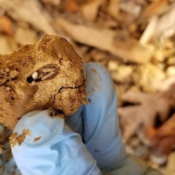 Economy Termite & Pest Control - Pest Control Near Me - Bloomington, Indiana Economy Termite & Pest Control - Pest Control Near Me - Bloomington, Indiana
