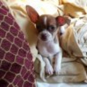 Obetz Animal Hospital - Veterinarians Near Me - Columbus, Ohio Obetz Animal Hospital - Veterinarians Near Me - Columbus, Ohio