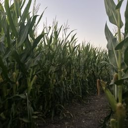 Corn maze Corn maze